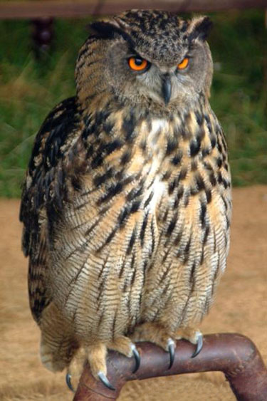 tawny owl