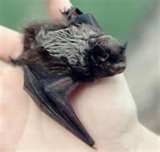 bat in palm of a hand