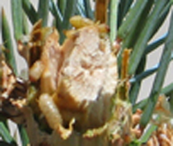 Spruce tip weevel grub larvae closeup