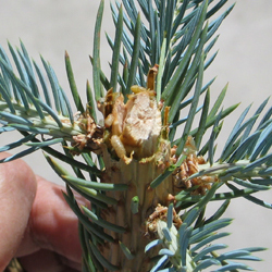 Tip Weevil grub larvae