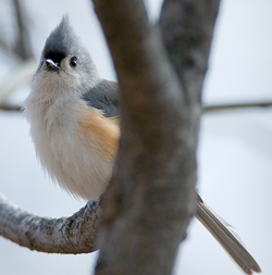 titmice