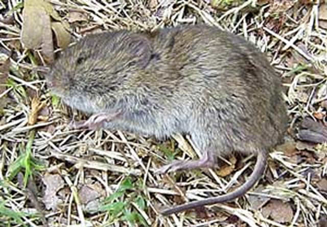 vole