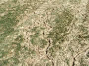 vole trail on lawn