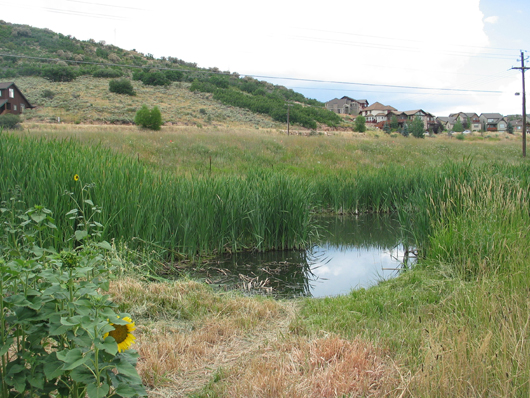 wetlands-2008-01-530px.jpg