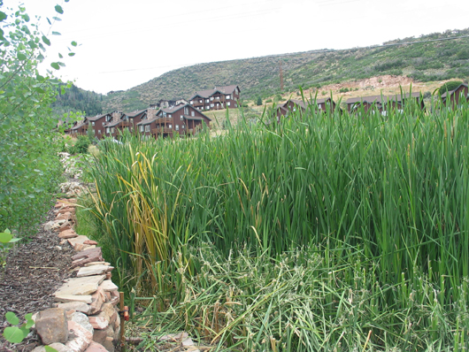 “Wetlands” 2008 choked by cattails