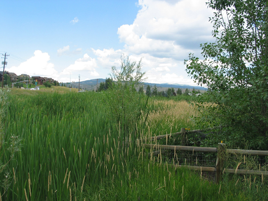 “Wetlands” 2008 choked by cattails - looking northwest