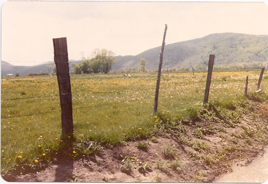 Sand Hill Cranes in wet lands along Willow Creek stream in 1981 - Photo courtesy of Kirsten Kobler
