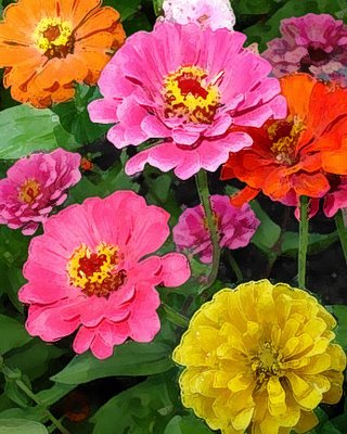 Fall zinnias