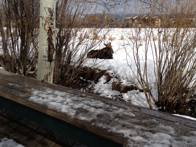 2013 Moose between East Meadows Drive and Willow Creek Open Space