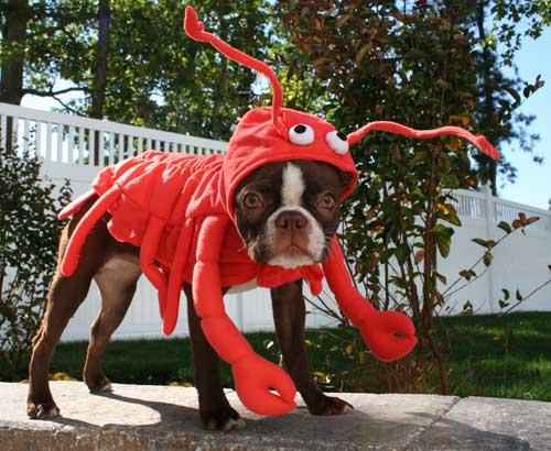 Boston Lobster