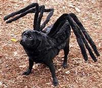 Tarantudog