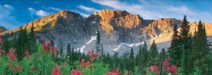 Wasatch-mtns-pink-flowers