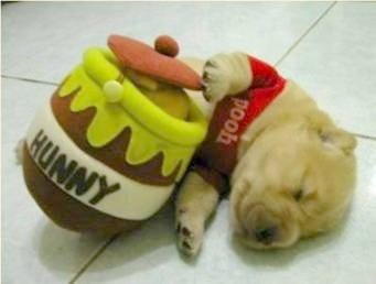 Puppy the Pooh Hunny Pot