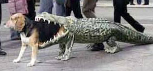 “I’m Being Eaten by a Crocodile”