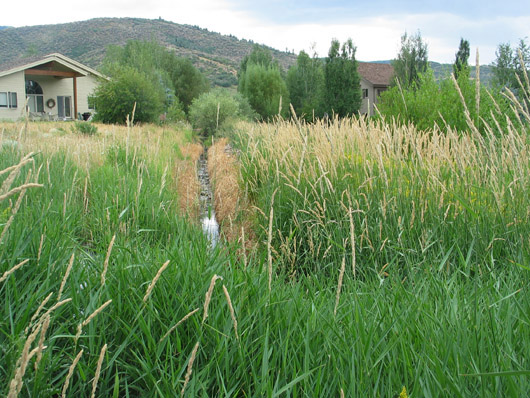 Parcel T - Drainage creek choked with Indian Grass