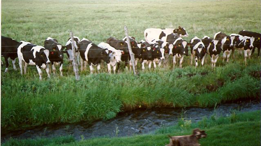 1989 Arvil Pace’s cows in east side pasture - from Kirsten Kobler