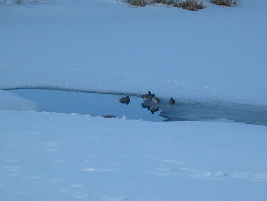 Winter ducks - March 2008