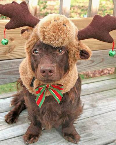 Chocolate Moose