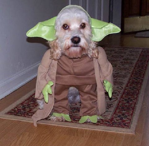May the Force by With You