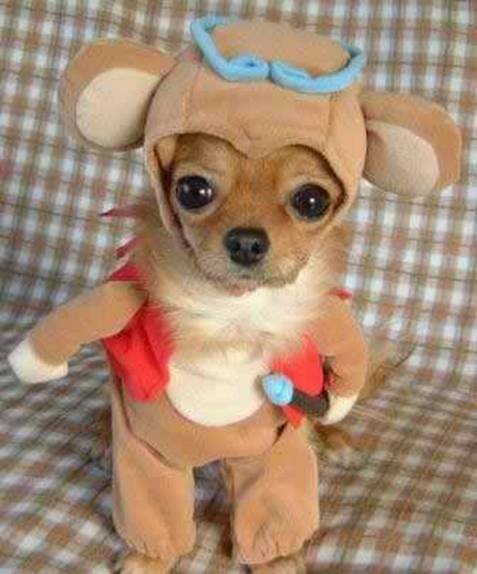 Munchkin Teddy