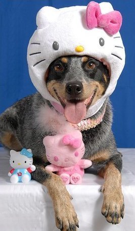 Little Kitty pooch