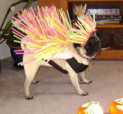 Rainbow porcupine