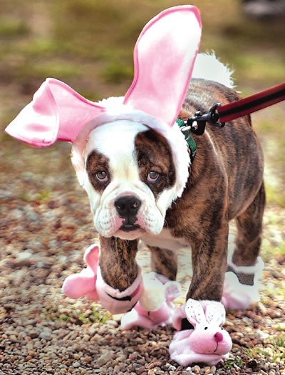 Pink Fluffy Doggy