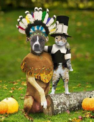 indiandog-pilgrimcat.jpg