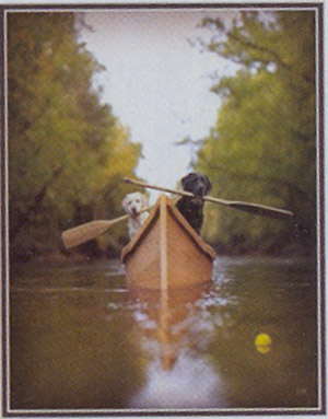 Two labradors in canoe paddling to tennis ball