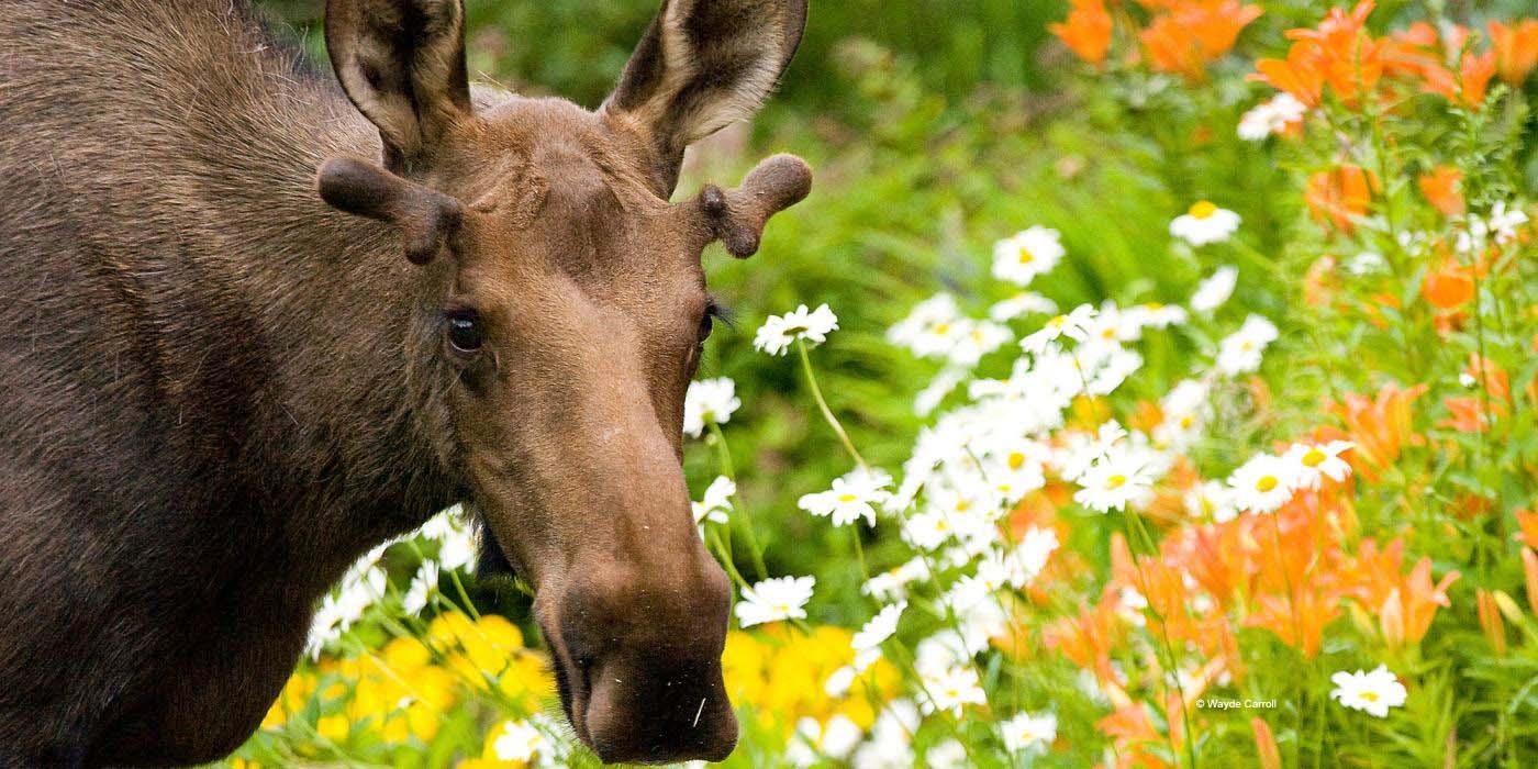 Moose browsing daisies