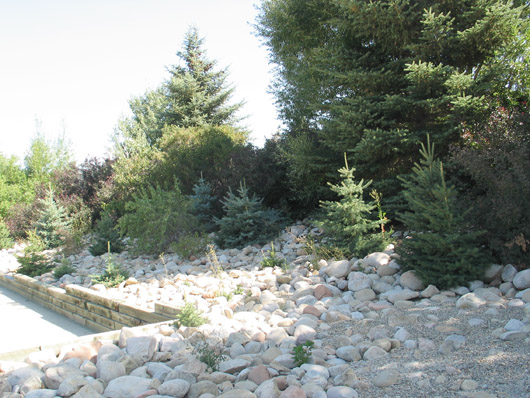 2009 - Seedling spruce at Park