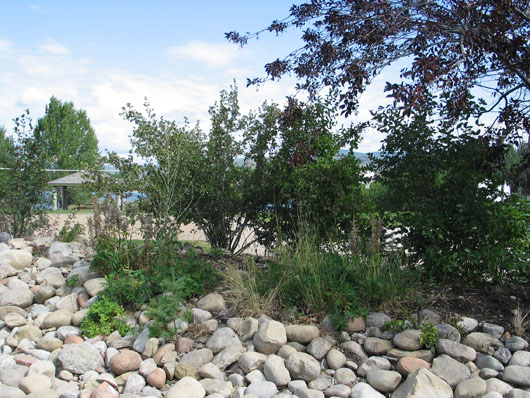 Weedy flowerbed along Silver Springs Road