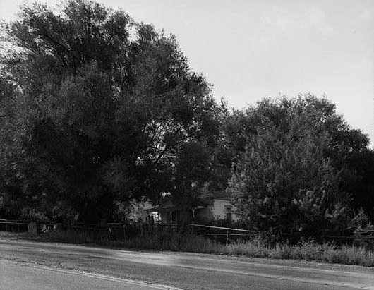 Black Willow trees lined Hwy 224 for over 100 years until UDOT cut them down for the road expansion.